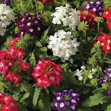 VERBENA OBSESSION MISCUGLIO  1000 SEMI PRIMED